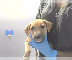American Staffordshire Terrier-Unknown Mix Dogs for adoption in Tallahassee, FL, USA