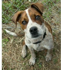 Bulldog Dogs for adoption in Southampton, NY, USA