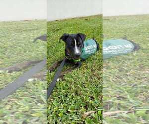 Mutt Dogs for adoption in Pompano Beach , FL, USA