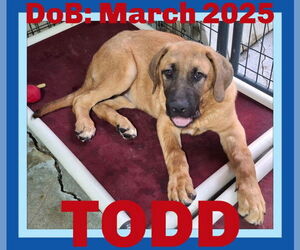 Mastiff-Unknown Mix Dogs for adoption in Sebec, ME, USA