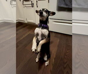 Chihuahua-Unknown Mix Dogs for adoption in Aurora, IN, USA