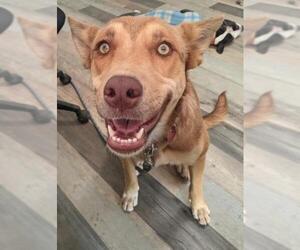 Dutch Shepherd -Golden Retriever Mix Dogs for adoption in El Cajon, CA, USA