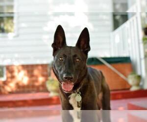 German Shepherd Dog-Unknown Mix Dogs for adoption in Saint Louis, MO, USA