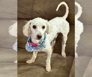 Maltese-Poodle (Toy) Mix Dogs for adoption in Des Moines, IA, USA