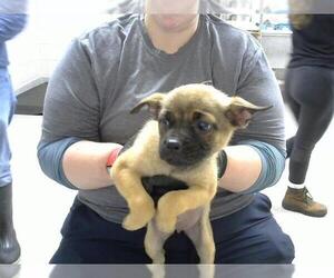 Labrador Retriever-Unknown Mix Dogs for adoption in Pasadena, TX, USA
