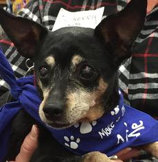 Miniature Pinscher Dogs for adoption in Potomac, MD, USA