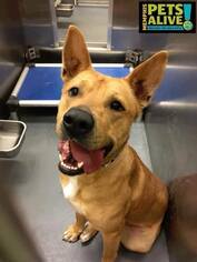 Labrador Retriever-Unknown Mix Dogs for adoption in dartmouth, MA, USA