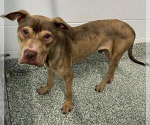 American Pit Bull Terrier-Unknown Mix Dogs for adoption in Salisbury, NC, USA