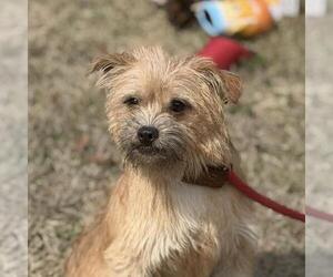 Border Terrier-Unknown Mix Dogs for adoption in Yardley, PA, USA