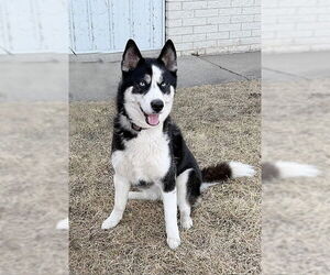 Huskies -Unknown Mix Dogs for adoption in Genesee, WI, USA