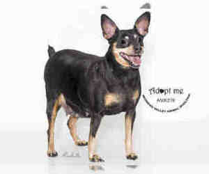 Miniature Pinscher Dogs for adoption in Moreno Valley, CA, USA