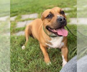 American Pit Bull Terrier-Unknown Mix Dogs for adoption in Warrenton, VA, USA