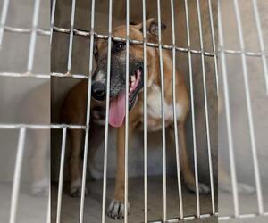 Bull Terrier-Unknown Mix Dogs for adoption in Oklahoma City, OK, USA