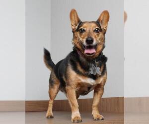 Dorgi Dogs for adoption in Eden Prairie, MN, USA