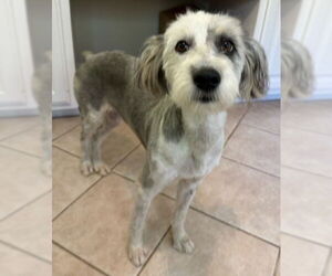 Poodle (Standard)-Unknown Mix Dogs for adoption in San Antonio, TX, USA