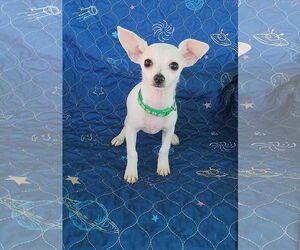 Chihuahua Dogs for adoption in Yuba City, CA, USA