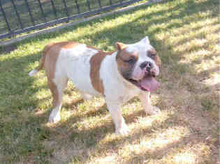 Medium Photo #1 American Bulldog-Unknown Mix Puppy For Sale in Long Beach, CA, USA