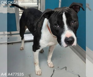 Mutt Dogs for adoption in Oklahoma City, OK, USA