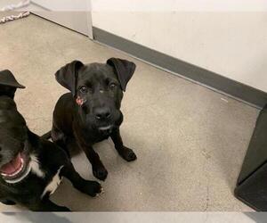 Shepradors Dogs for adoption in Berkeley , CA, USA