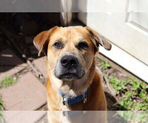Mountain Cur-Unknown Mix Dogs for adoption in Boston, MA, USA