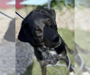 Medium Photo #2 Labrador Retriever-Unknown Mix Puppy For Sale in San Martin, CA, USA