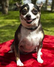 Chihuahua Dogs for adoption in Santa Fe, TX, USA