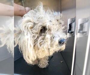 Poodle (Miniature) Dogs for adoption in San Antonio, TX, USA