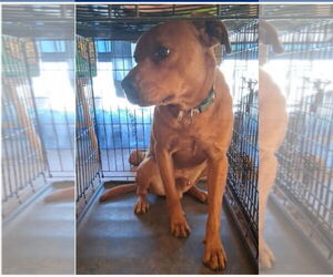 Chocolate Labrador retriever-Rhodesian Ridgeback Mix Dogs for adoption in Chandler, AZ, USA