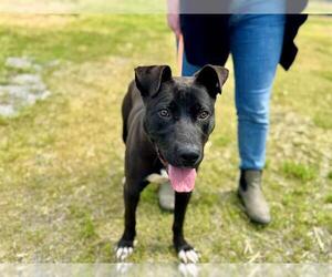 American Pit Bull Terrier-Unknown Mix Dogs for adoption in Santa Rosa, CA, USA