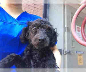 Poodle (Miniature) Dogs for adoption in Toronto, Ontario, Canada