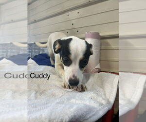 Chiweenie Dogs for adoption in Foristell, MO, USA