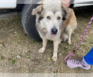 Alaskan Malamute-Unknown Mix Dogs for adoption in Ocala, FL, USA