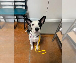 Border Collie-Unknown Mix Dogs for adoption in Bolivar, MO, USA