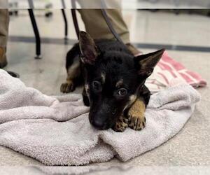 German Shepherd Dog Dogs for adoption in Santa Rosa, CA, USA