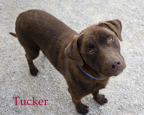 Labrador Retriever Dogs for adoption in Stover, MO, USA