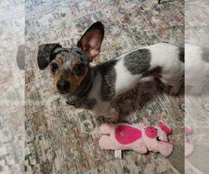 Feist Terrier-Rat Terrier Mix Dogs for adoption in Springdale, PA, USA