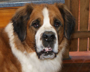 Saint Bernard Dogs for adoption in Prosser, WA, USA