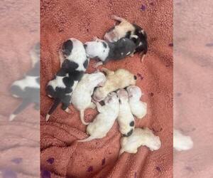 American Bulldog-Unknown Mix Dogs for adoption in San Bernardino, CA, USA