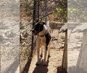 - Mix Dogs for adoption in Tonopah, AZ, USA
