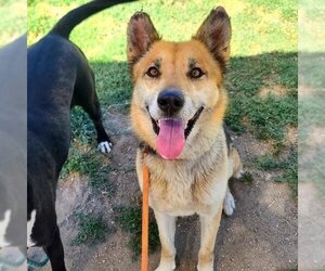 German Shepherd Dog Dogs for adoption in Long Beach, CA, USA