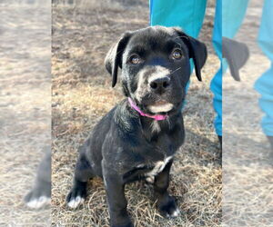 Mutt Dogs for adoption in Bemidji, MN, USA