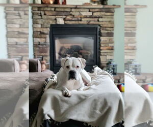 Boxer Dogs for adoption in Woodbury, MN, USA