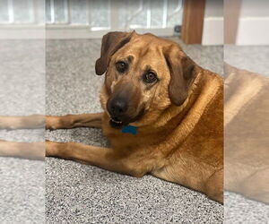 Labrador Retriever-Unknown Mix Dogs for adoption in Plainfield, IL, USA