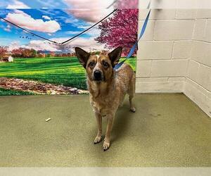Mutt Dogs for adoption in Moreno Valley, CA, USA
