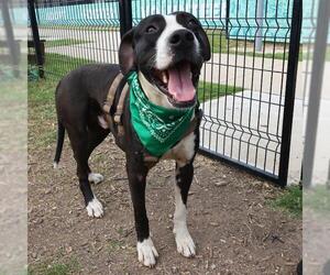 Mastiff-Unknown Mix Dogs for adoption in San Antonio, TX, USA