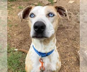 Catahoula Leopard Dog Dogs for adoption in Austin, TX, USA