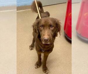 Boykin Spaniel-Unknown Mix Dogs for adoption in New York, NY, USA