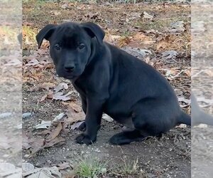 Labrador Retriever-Unknown Mix Dogs for adoption in Cary, NC, USA