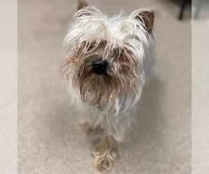 Mutt Dogs for adoption in Aurora, CO, USA