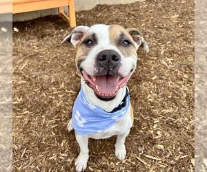 American Pit Bull Terrier-Unknown Mix Dogs for adoption in Denver, CO, USA